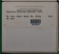 Physarum cinereum image
